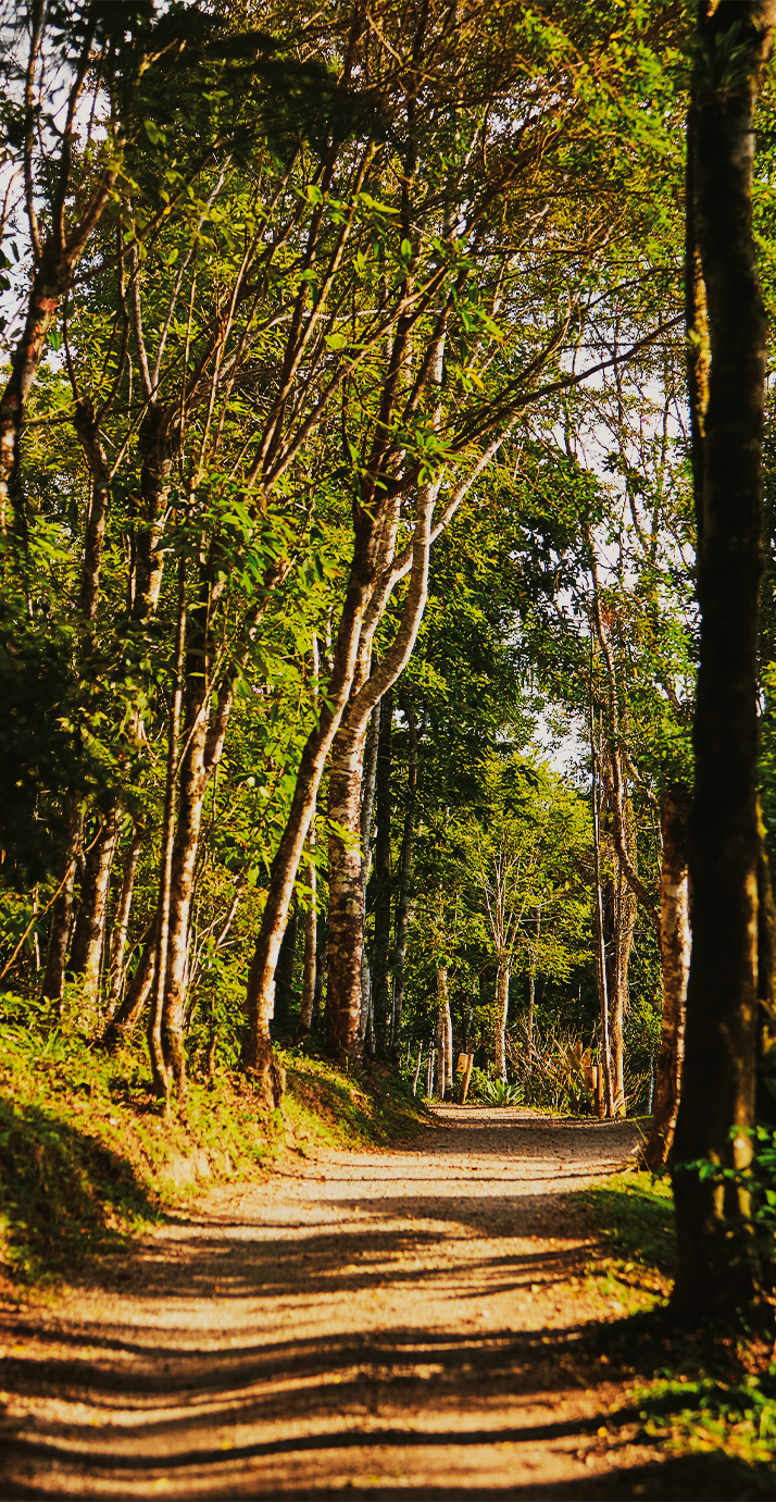 Mata Atlântica da Reserva